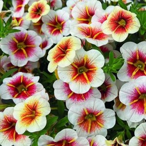 Calibrachoa Calitastic Cappuccino ('Wescacacap') (Calitastic Series)