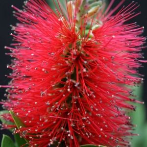 Callistemon Inferno ('Yanferno') (PBR)