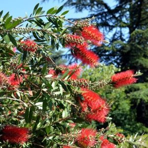 Callistemon viminalis Captain Cook