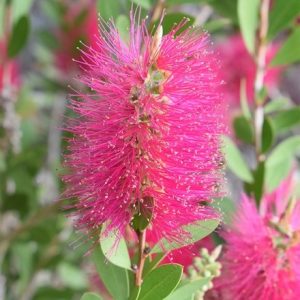 Callistemon viminalis Hot Pink ('Kkho1') (PBR)