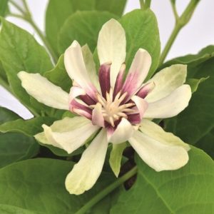 Calycanthus Venus