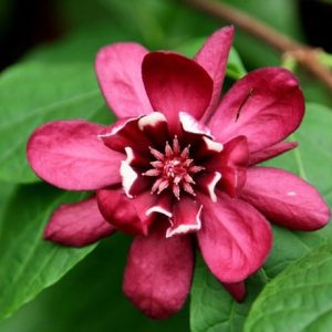 Calycanthus × raulstonii Hartlage Wine