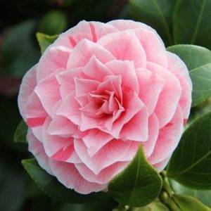 Camellia japonica Bonomiana