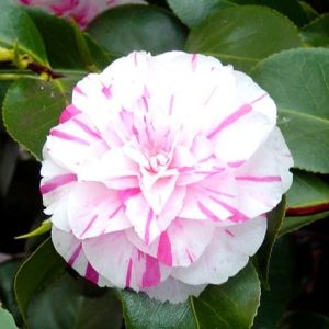 Camellia japonica Chameleon