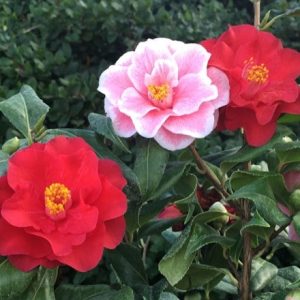 Camellia japonica Lady Vansittart