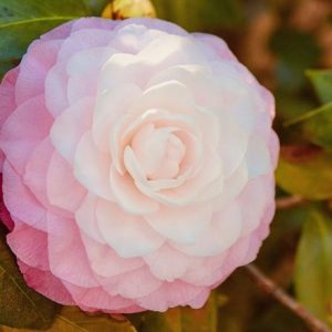 Camellia japonica 'Nuccio's Pearl'