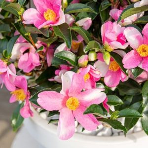 Camellia japonica Strawberry Swirl