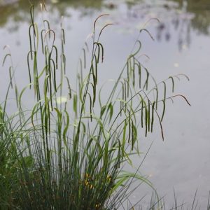 Carex pendula