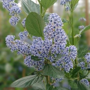 Ceanothus arboreus Trewithen Blue