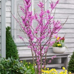 Cercis chinensis Avondale