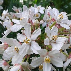 Choisya ternata Scented Gem ('Lissbrid')