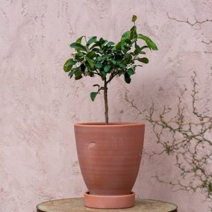 Citrus × 'limon Garey's Eureka' and terracotta pot