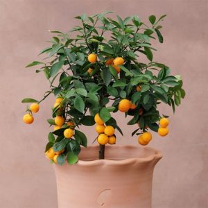 Citrus × microcarpa