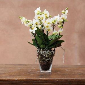 Clear glass orchid pot