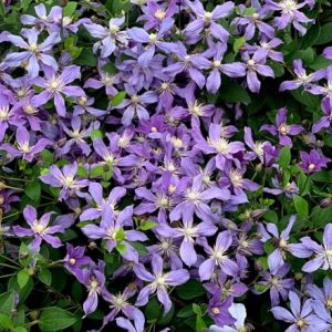 Clematis Arabella