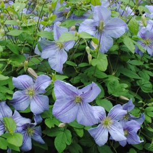 Clematis Emilia Plater