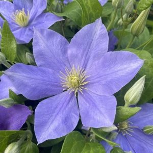 Clematis Fujimusume