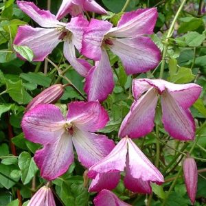 Clematis I Am Lady Q ('Zoiamladyq') (PBR)