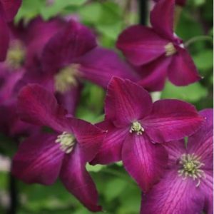 Clematis Jackmanii Purpurea ('Zojapur') (PBR)