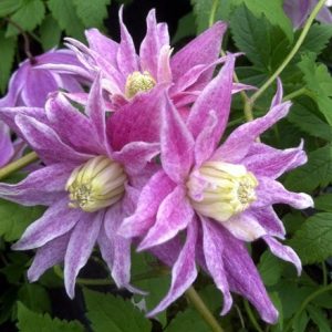 Clematis Propertius