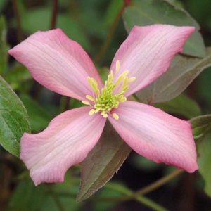 Clematis Warwickshire Rose