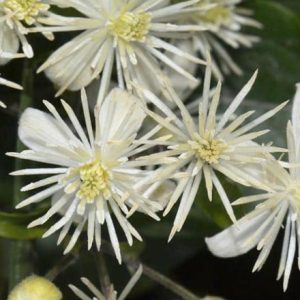 Clematis vitalba