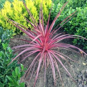 Cordyline australis Salsa (PBR)