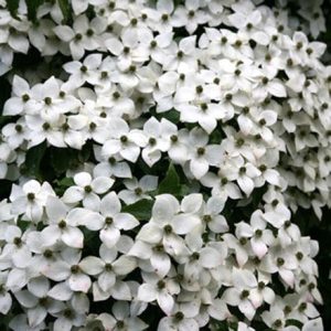 Cornus kousa var. chinensis