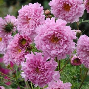 Cosmos bipinnatus Double Click Rose Bonbon (Double Click Series)