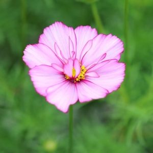 Cosmos bipinnatus Fizzy Rose Picotee (Fizzy Series)