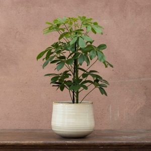 Crackle glaze plant pot - ivory