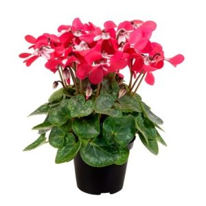 Cyclamen Djix Red