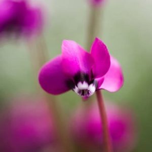 Cyclamen coum Rubrum