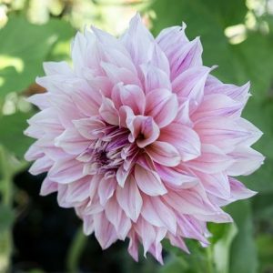 Dahlia Cafe au Lait Rosé