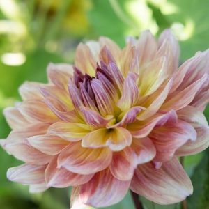 Dahlia Paso Doble Dancer