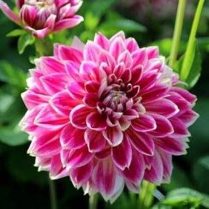 Dahlia Temple of Beauty