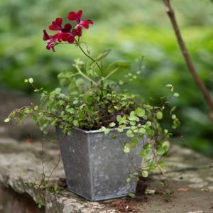 Dark galvanised metal square pot