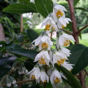 Deutzia pulchra