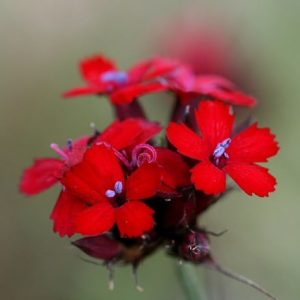 Dianthus cruentus