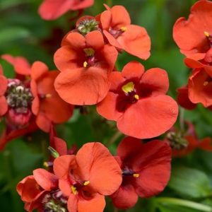 Diascia Diamond Dark Orange