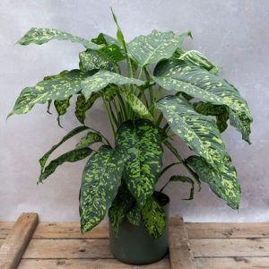 Dieffenbachia Cheetah