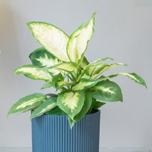 Dieffenbachia Compacta