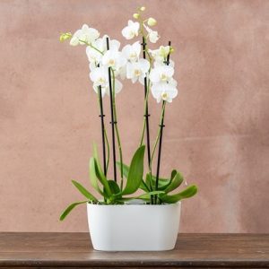 Double orchid pot - white