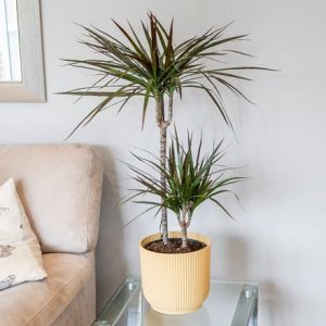 Dracaena marginata Magenta