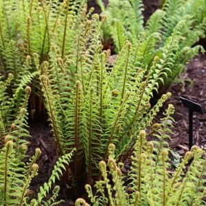 Dryopteris affinis