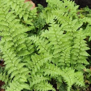 Dryopteris affinis Crispa group