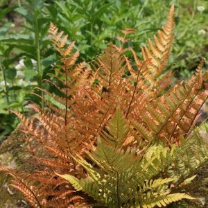 Dryopteris erythrosora