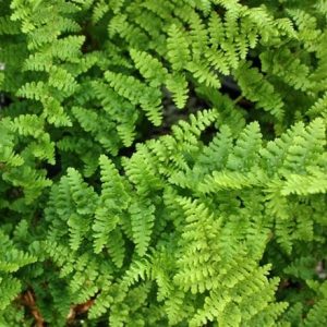 Dryopteris filix-mas Barnesii