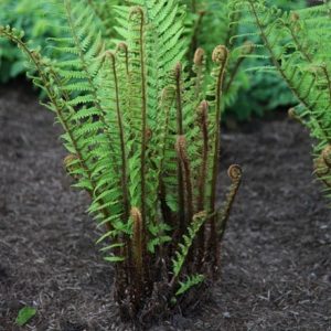 Dryopteris wallichiana