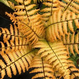 Dryopteris wallichiana Jurassic Gold ('Hollasic') (PBR)